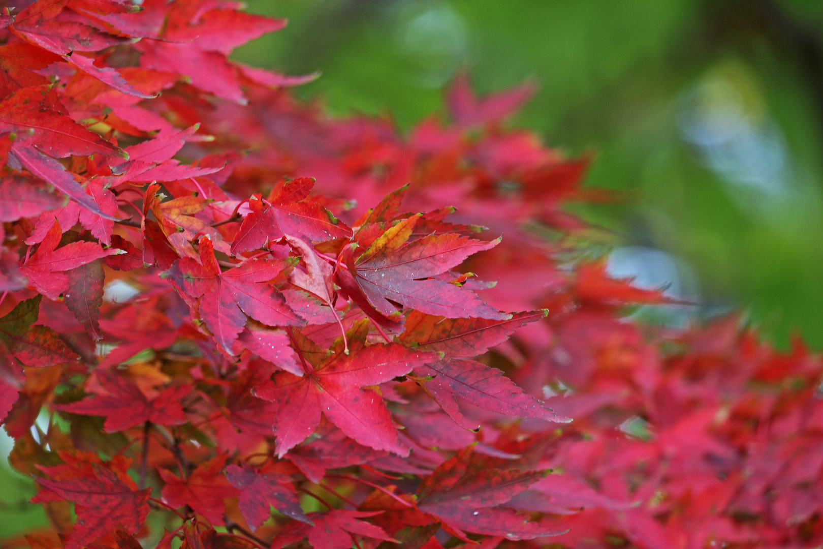 Herbstfeuer