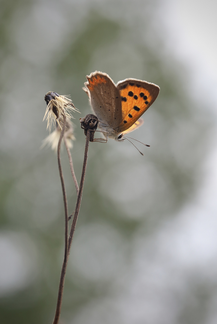 Herbstfeuer