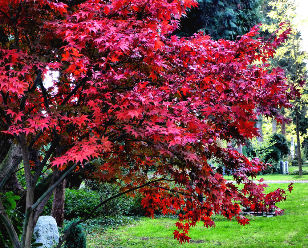 Herbstfeuer