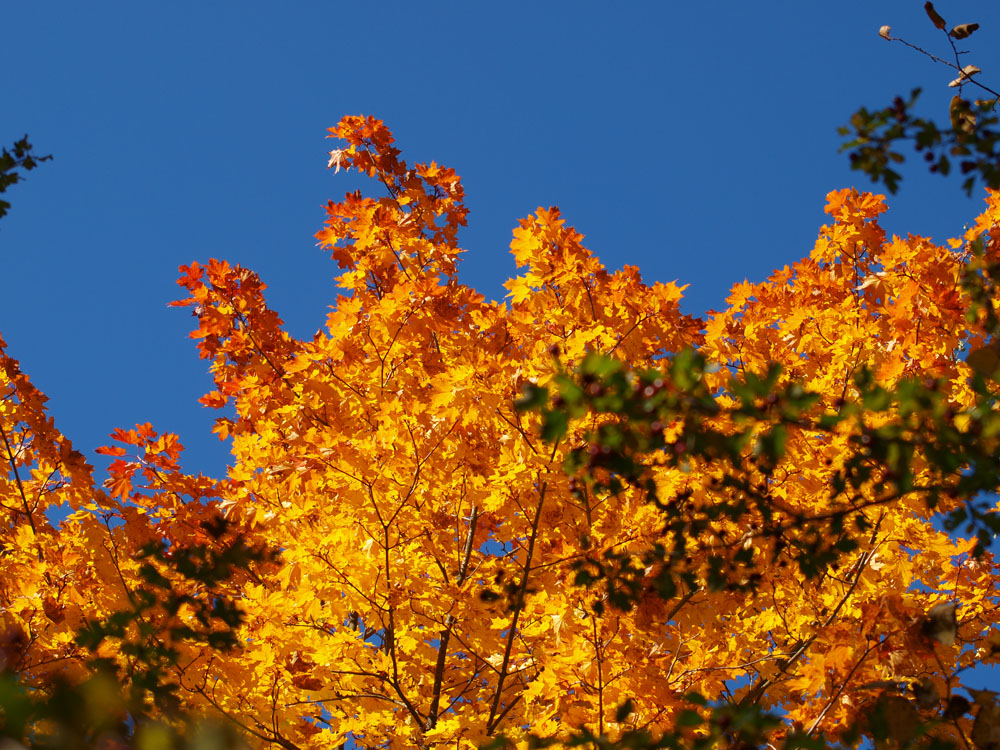 Herbstfeuer