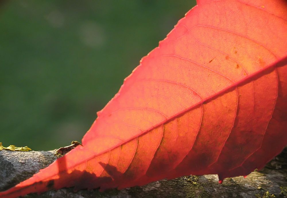 Herbstfeuer