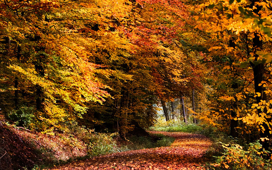 Herbstfeuer