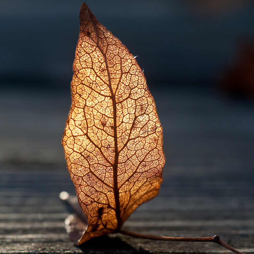 Herbstfeuer