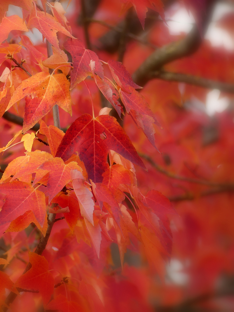 Herbstfeuer