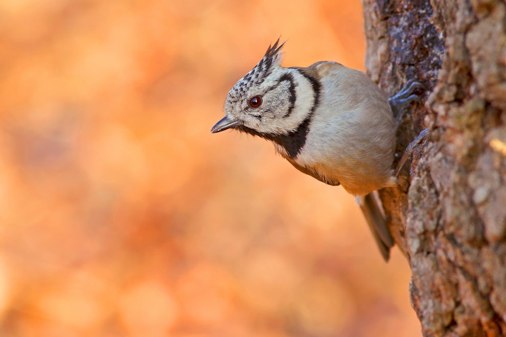 HERBSTFEUER