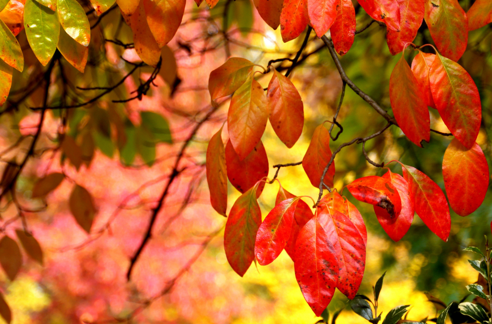 Herbstfeuer