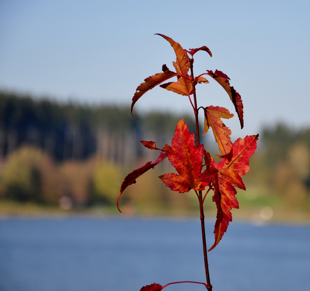 Herbstfeuer am See