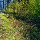 Herbstfeuer auf dem Waldweg