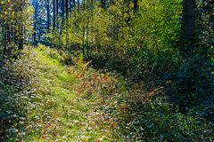 Herbstfeuer auf dem Waldweg