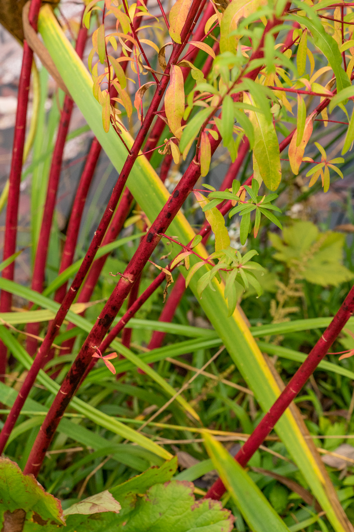 Herbstfeuer - Berggarten/Hannover