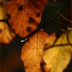 Herbstfeuer