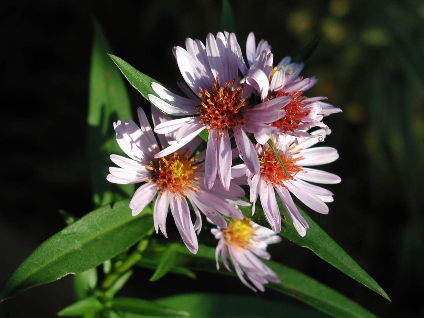 Herbstfeuer