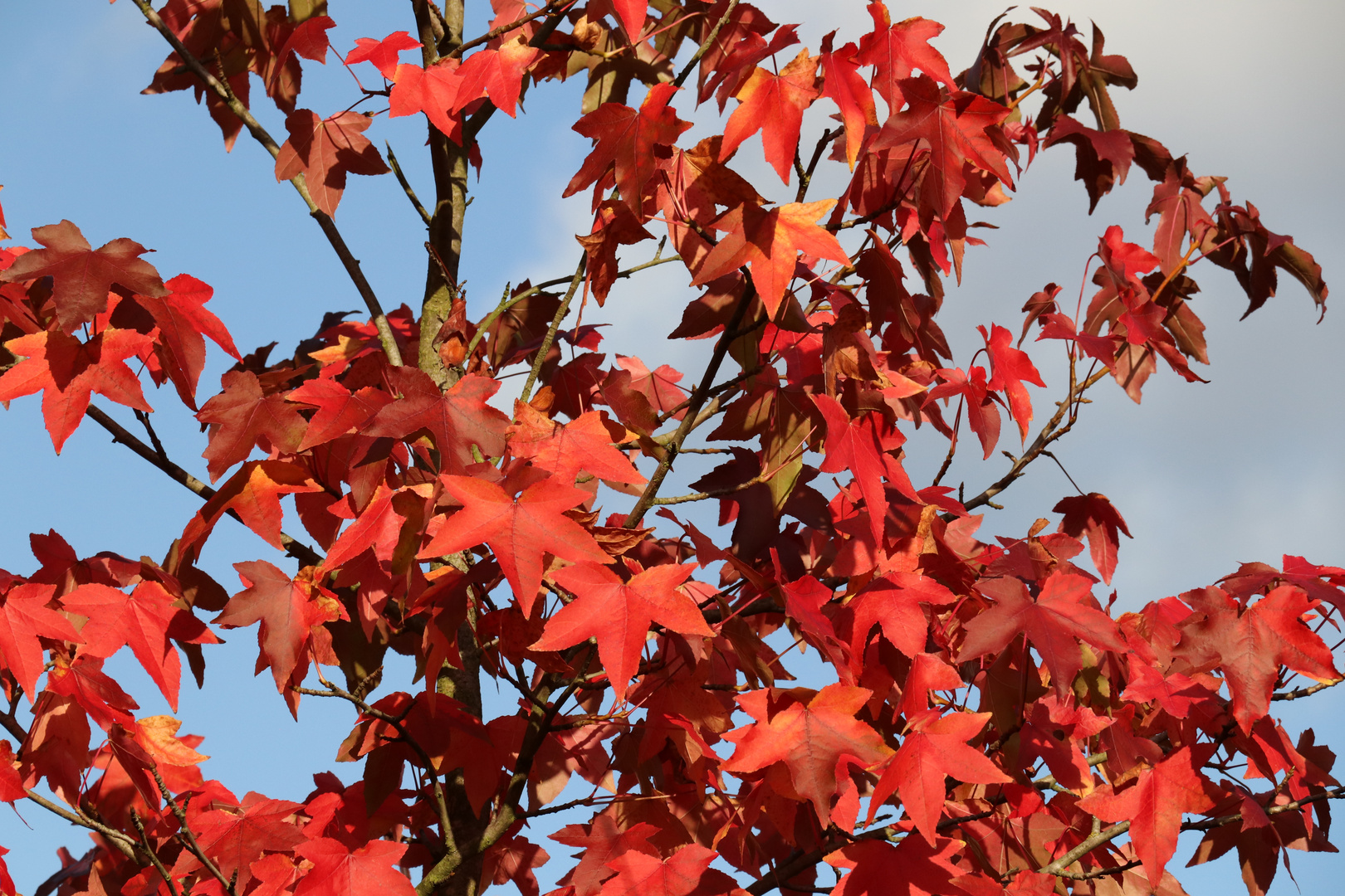 Herbstfeuer