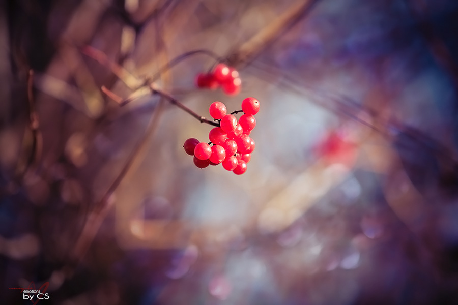 *** Herbstfeuer ... ***