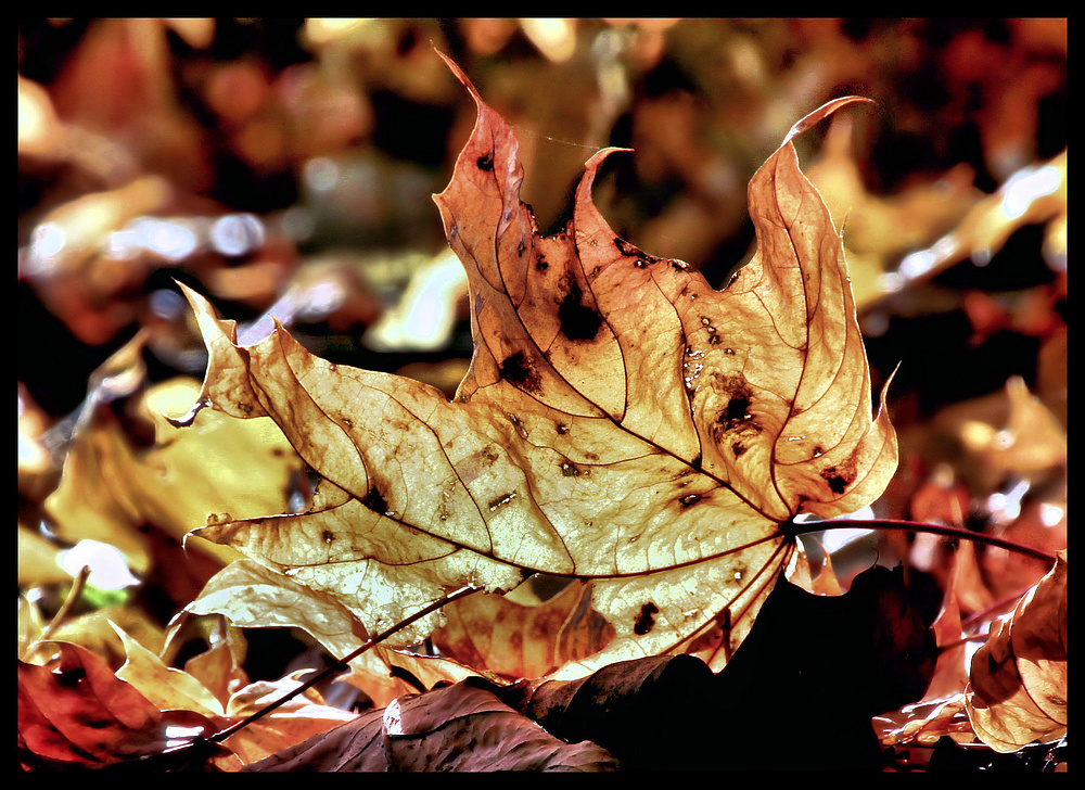 HERBSTFEUER