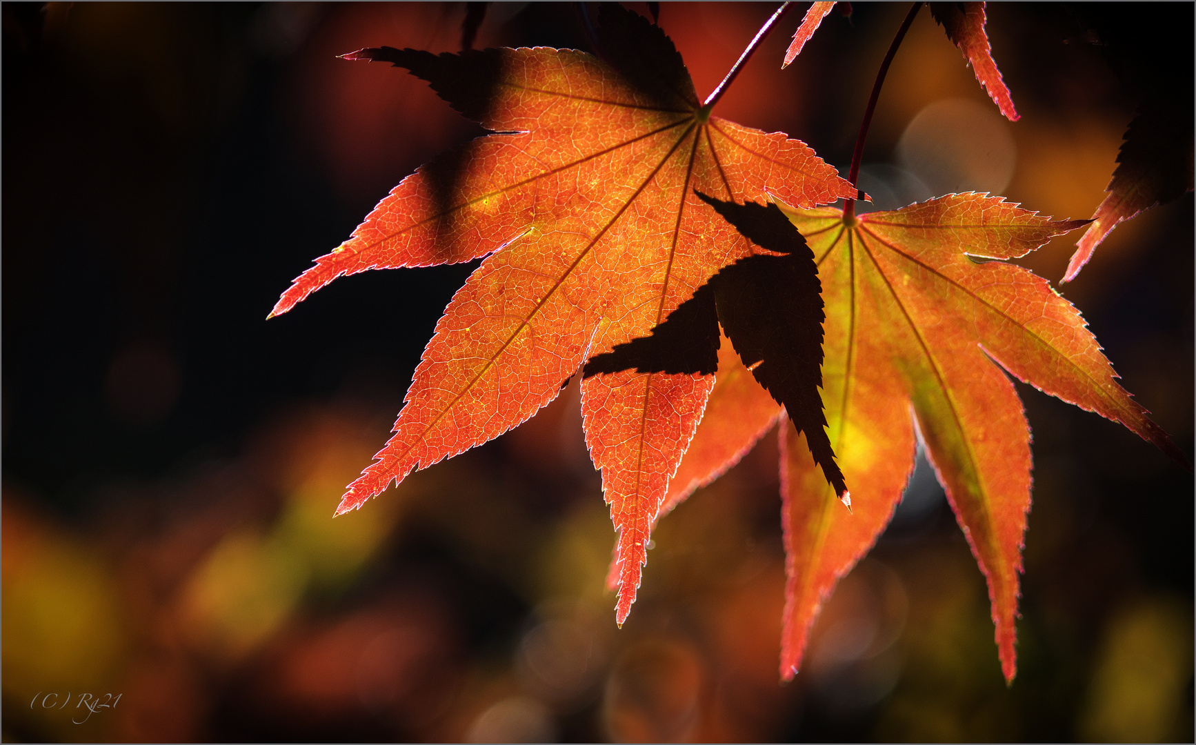 herbstfeuer