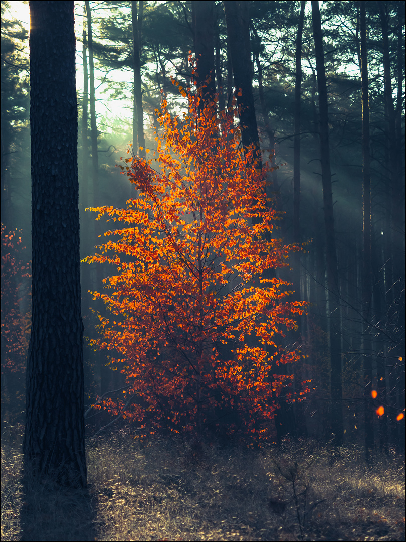 Herbstfeuer