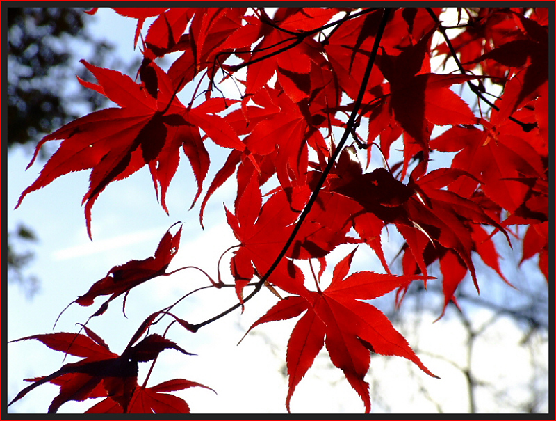 Herbstfeuer