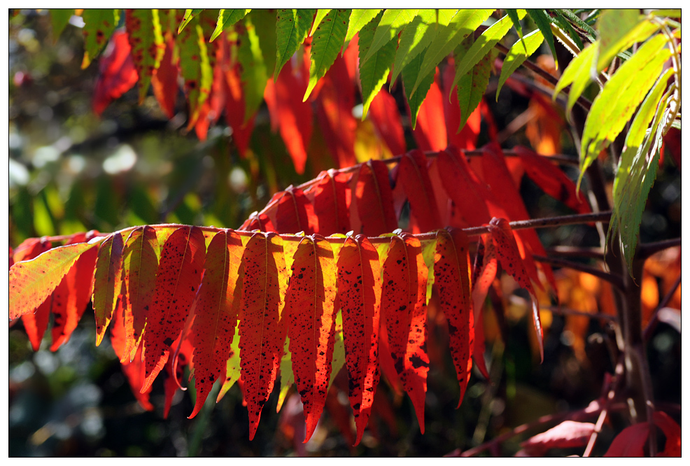 Herbstfeuer