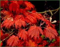 Herbstfeuer.