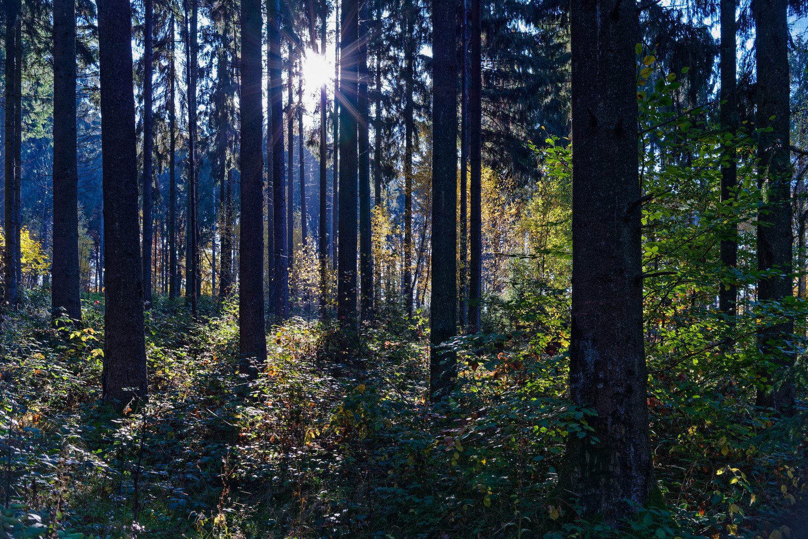 Herbstfeuer im Fichtenwald