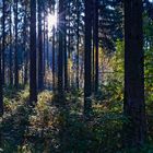 Herbstfeuer im Fichtenwald