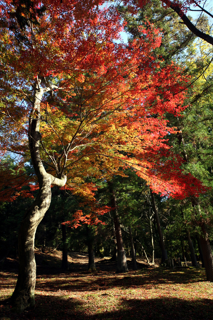 Herbstfeuer im Garten des Todai Ji /Nara