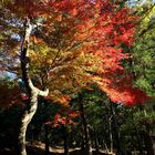 Herbstfeuer im Garten des Todai Ji /Nara