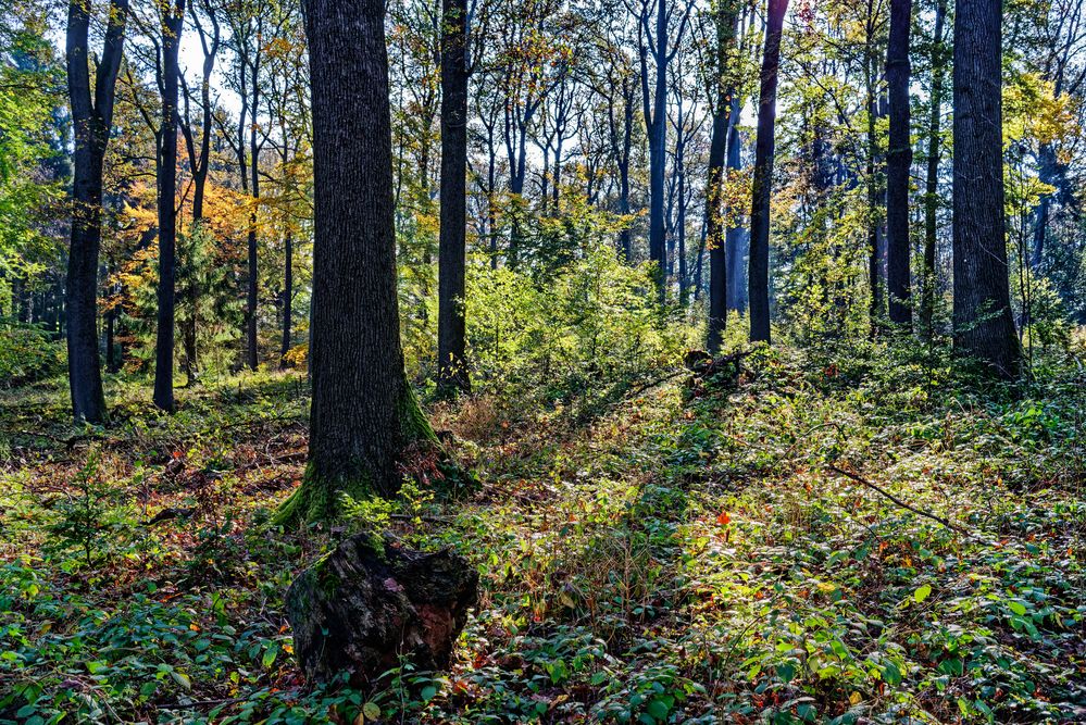 Herbstfeuer im Laubwald