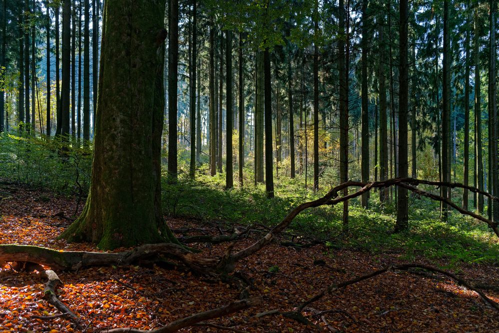 Herbstfeuer im Wald