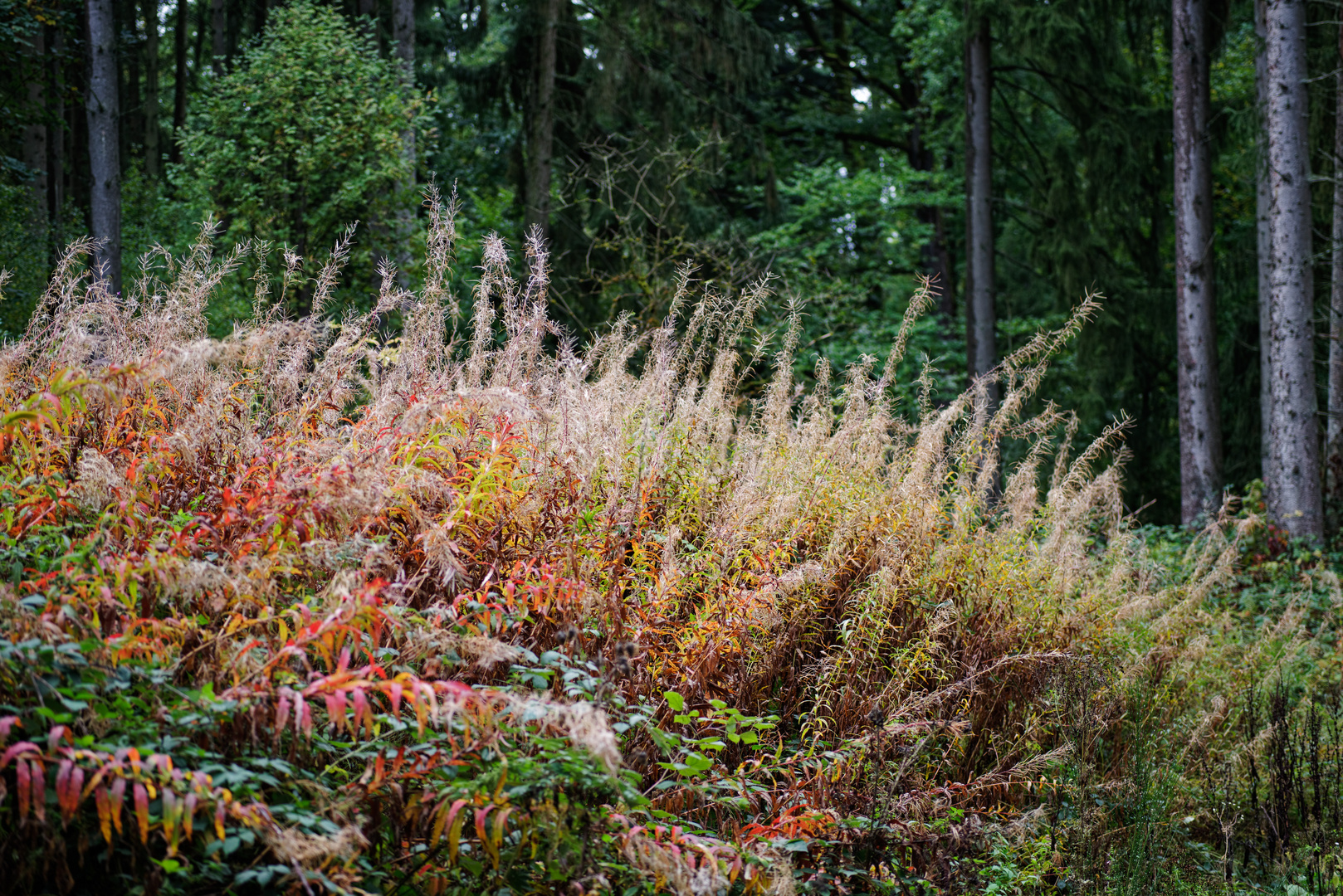 Herbstfeuer im Wald