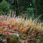 Herbstfeuer im Wald