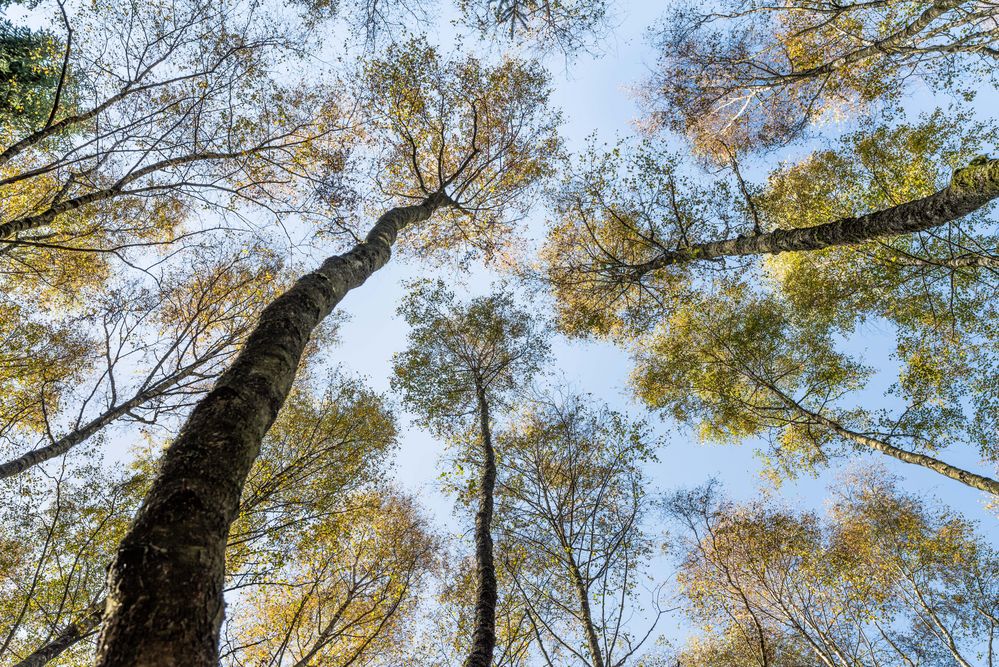 Herbstfeuer in den Birkenkronen