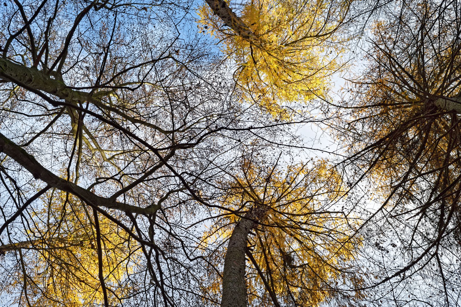 Herbstfeuer in den Lärchenkronen