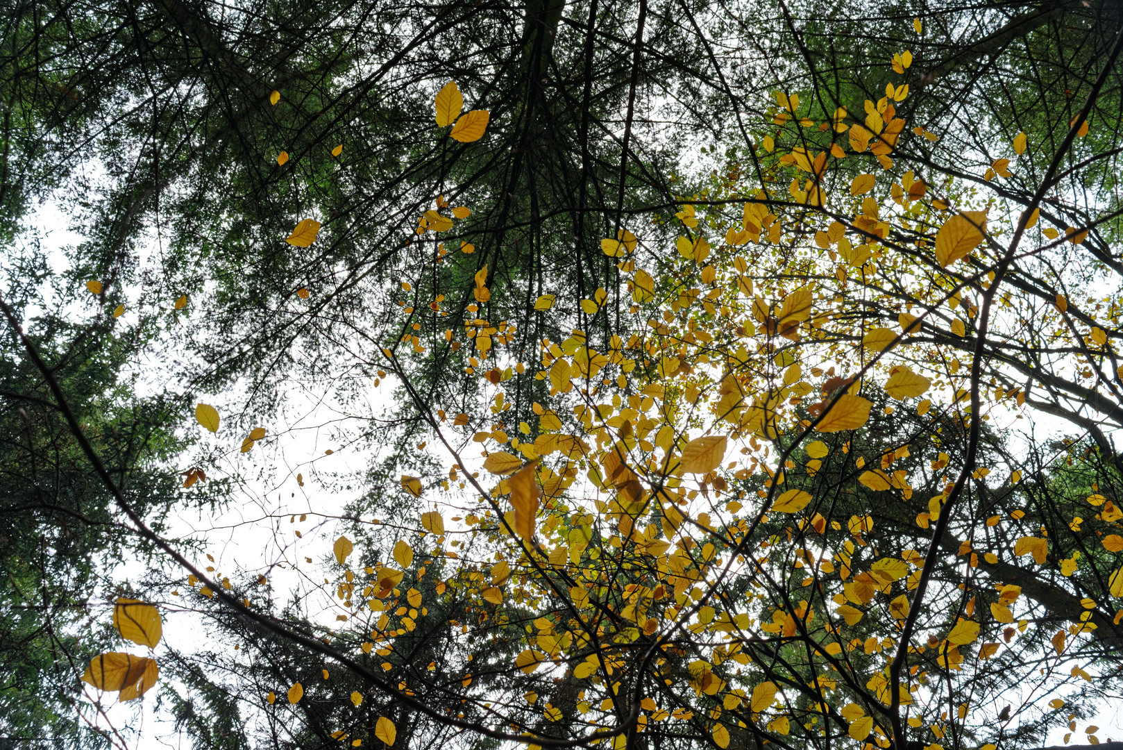 Herbstfeuer unter Fichtenkronen