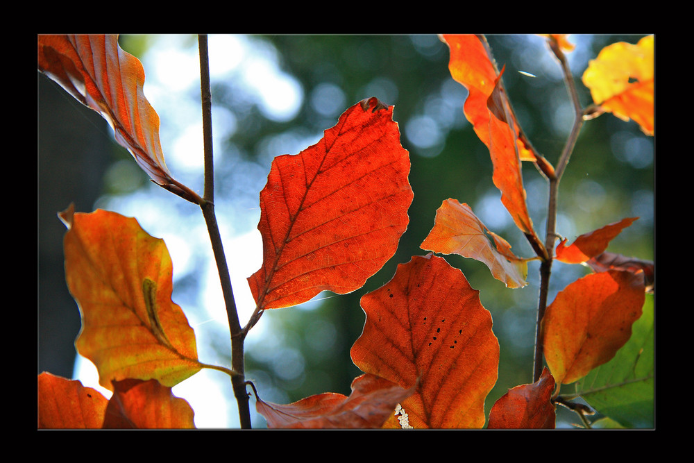 Herbstfeuer_I