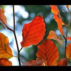 Herbstfeuer_I