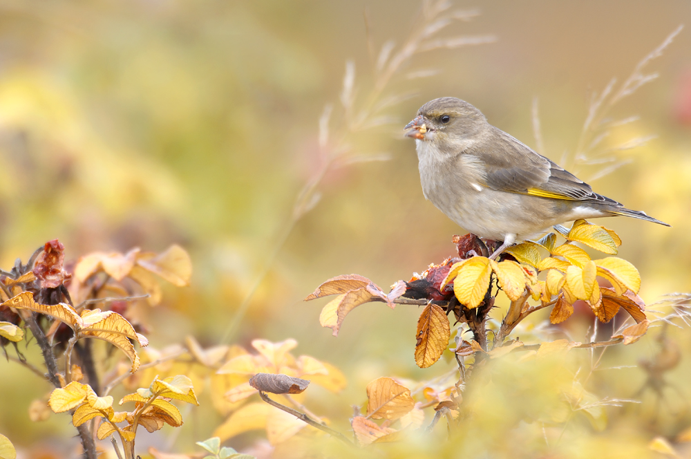 herbstfink