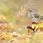 herbstfink