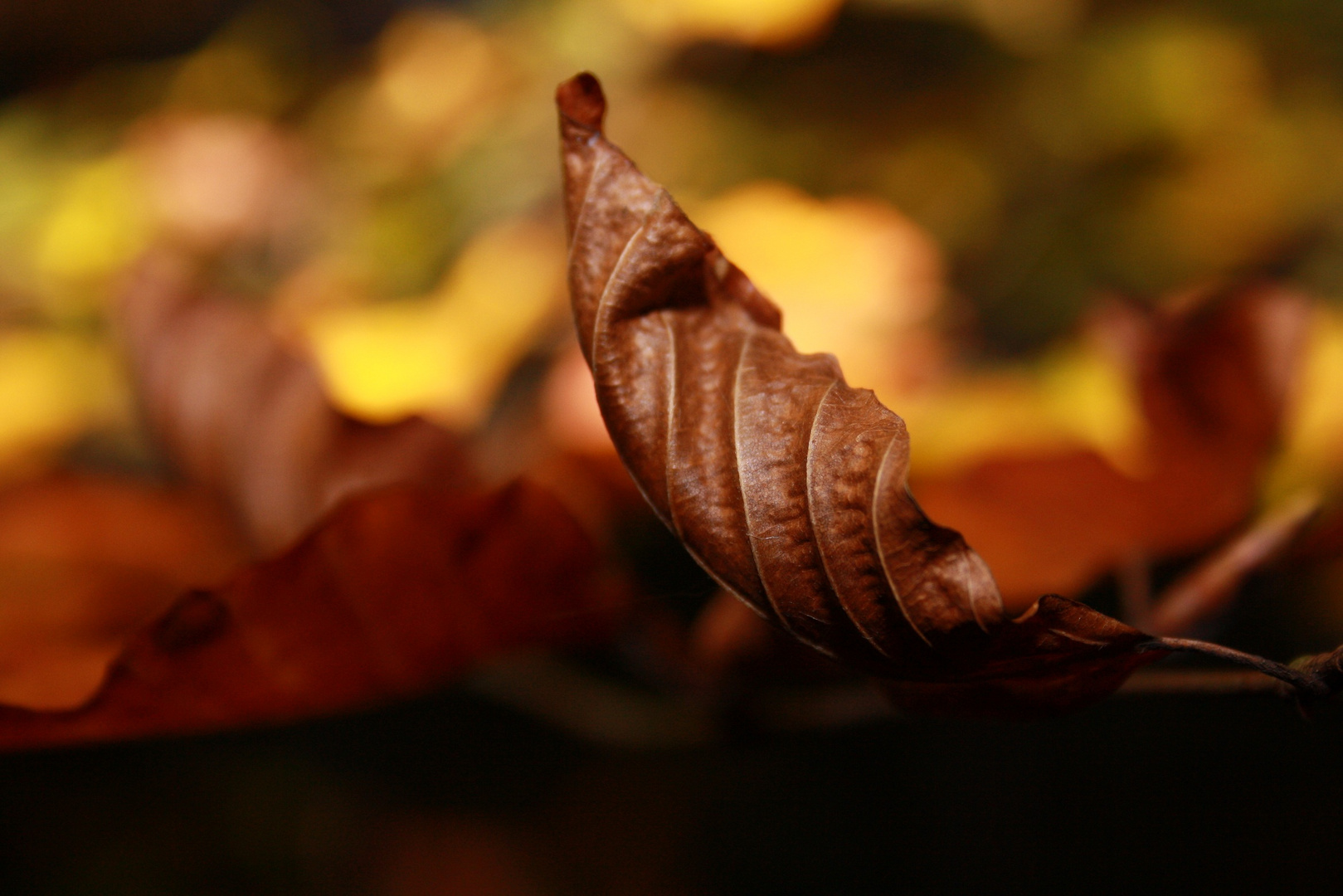 Herbstflammen