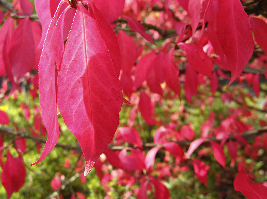 Herbstflammen