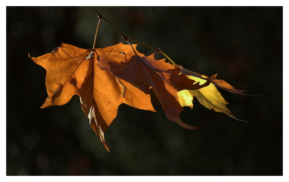 Herbstflammen