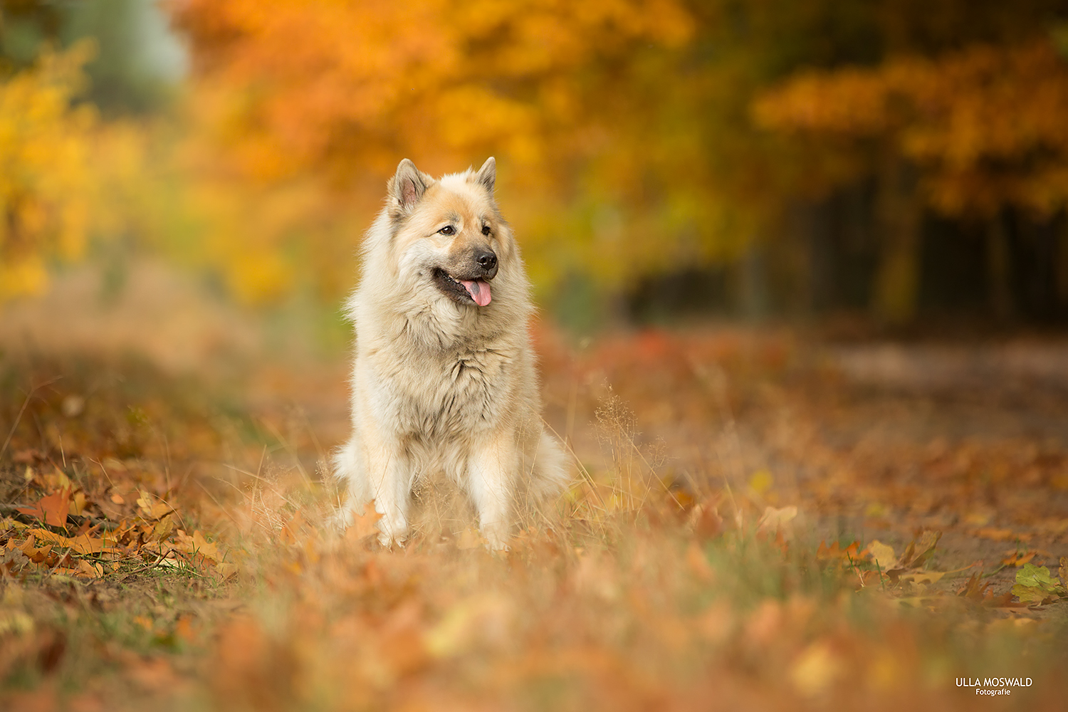 ...Herbstflash...