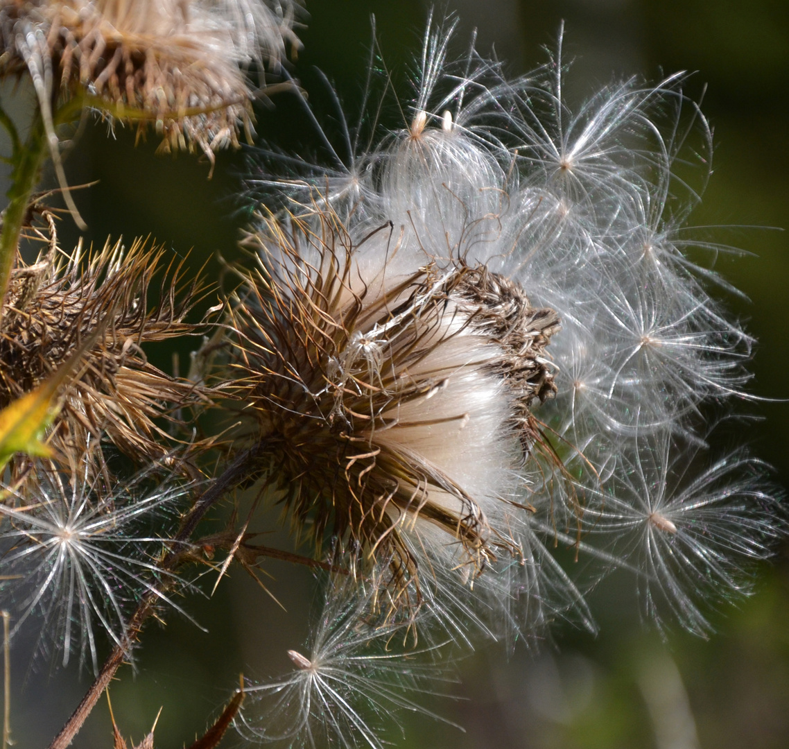 Herbstflausen