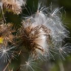 Herbstflausen