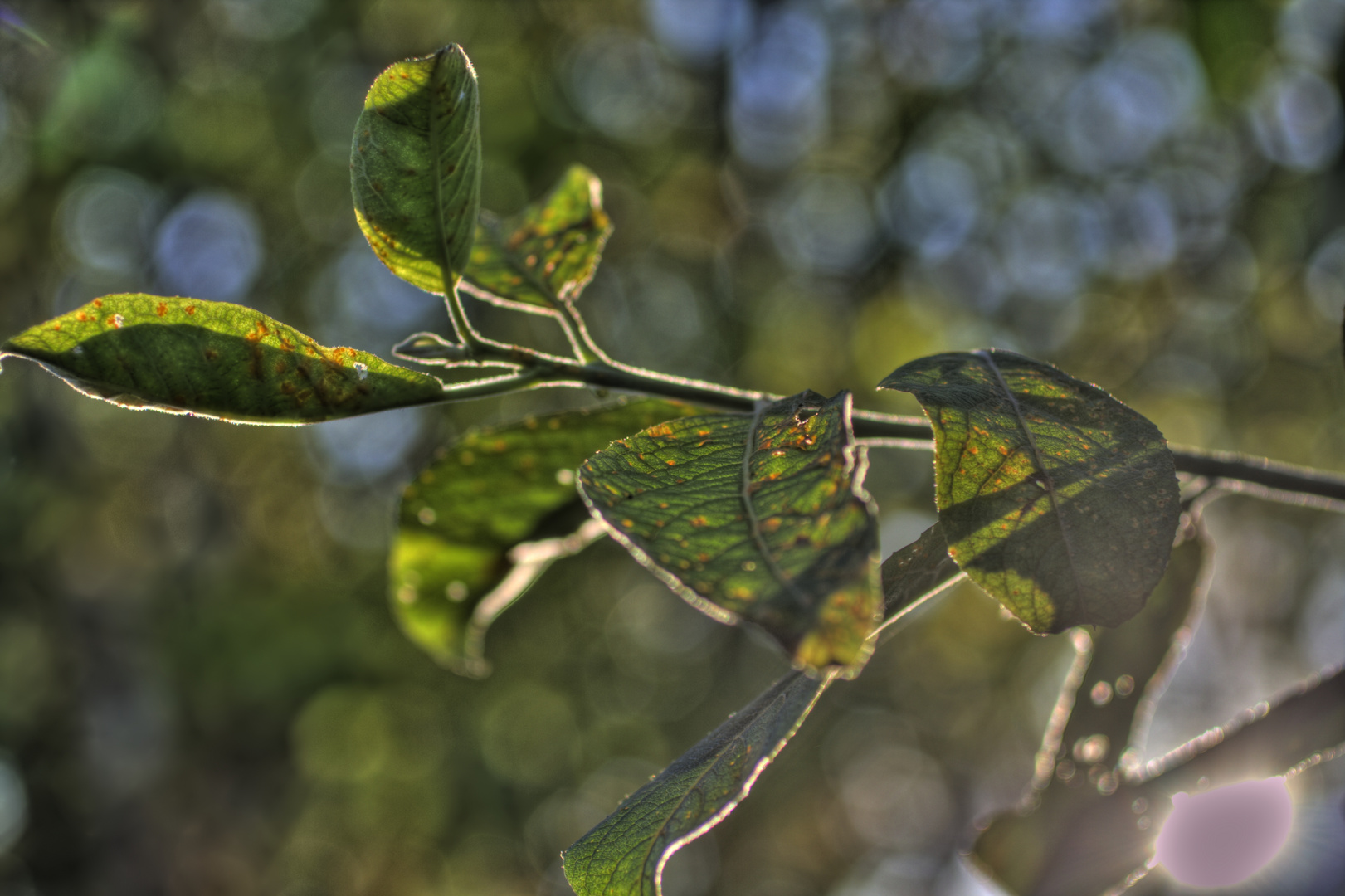 Herbstflecken