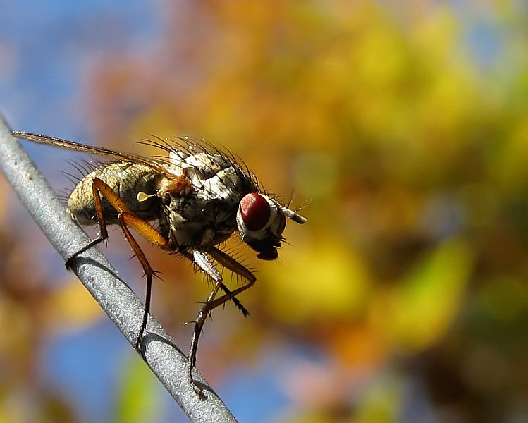 Herbstfliege