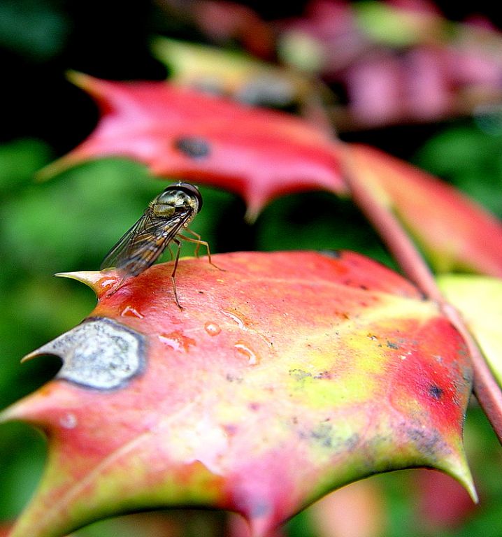 herbstfliege