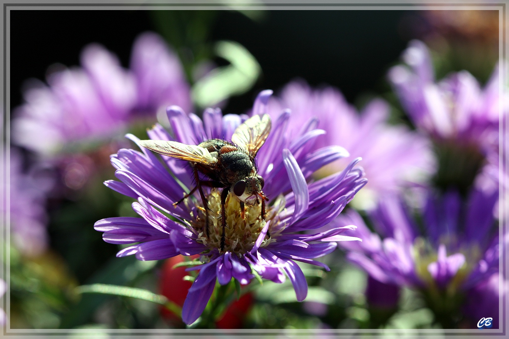 Herbstfliege