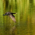 Herbstflieger